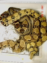 breeding 02