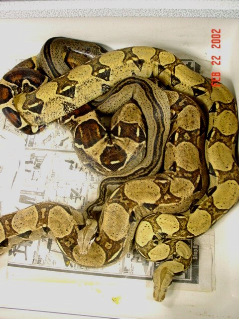 breeding 02