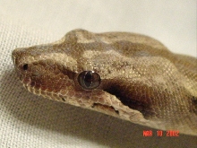 head close up