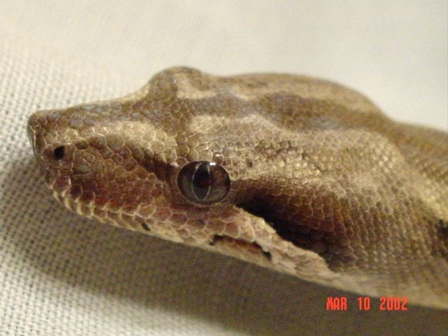 head close up