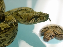 lepardboa closeup