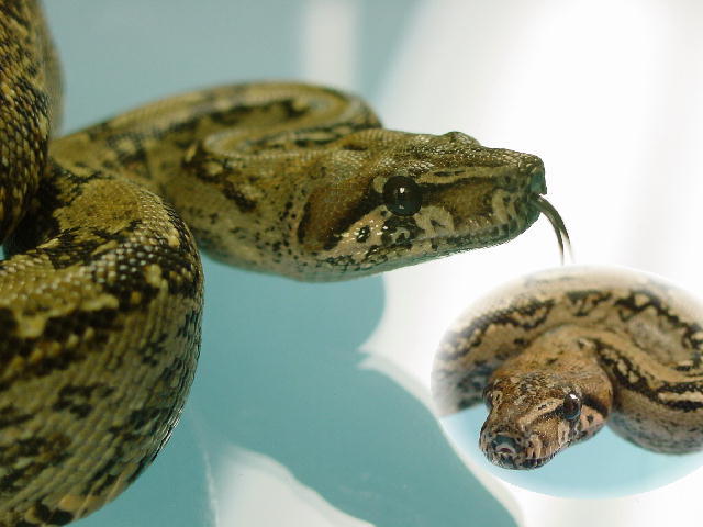 lepardboa closeup