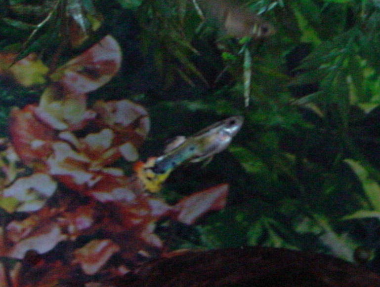 green and yellow