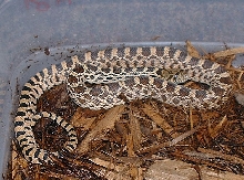 05 Pueblo Bull snake