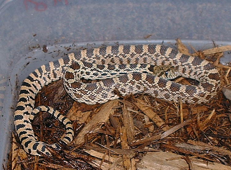 05 Pueblo Bull snake