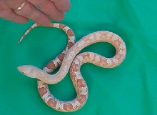 Albino Sothern Pine