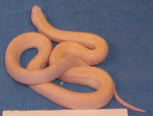 04" Snow Pine female