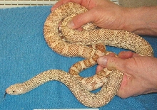 Albino Pine male 03