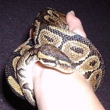 Ball Python
