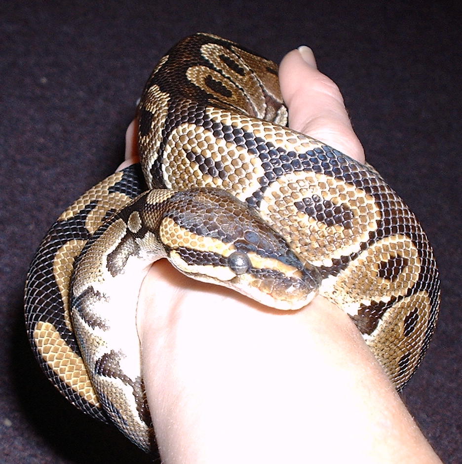 Ball Python