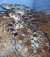 male gopher