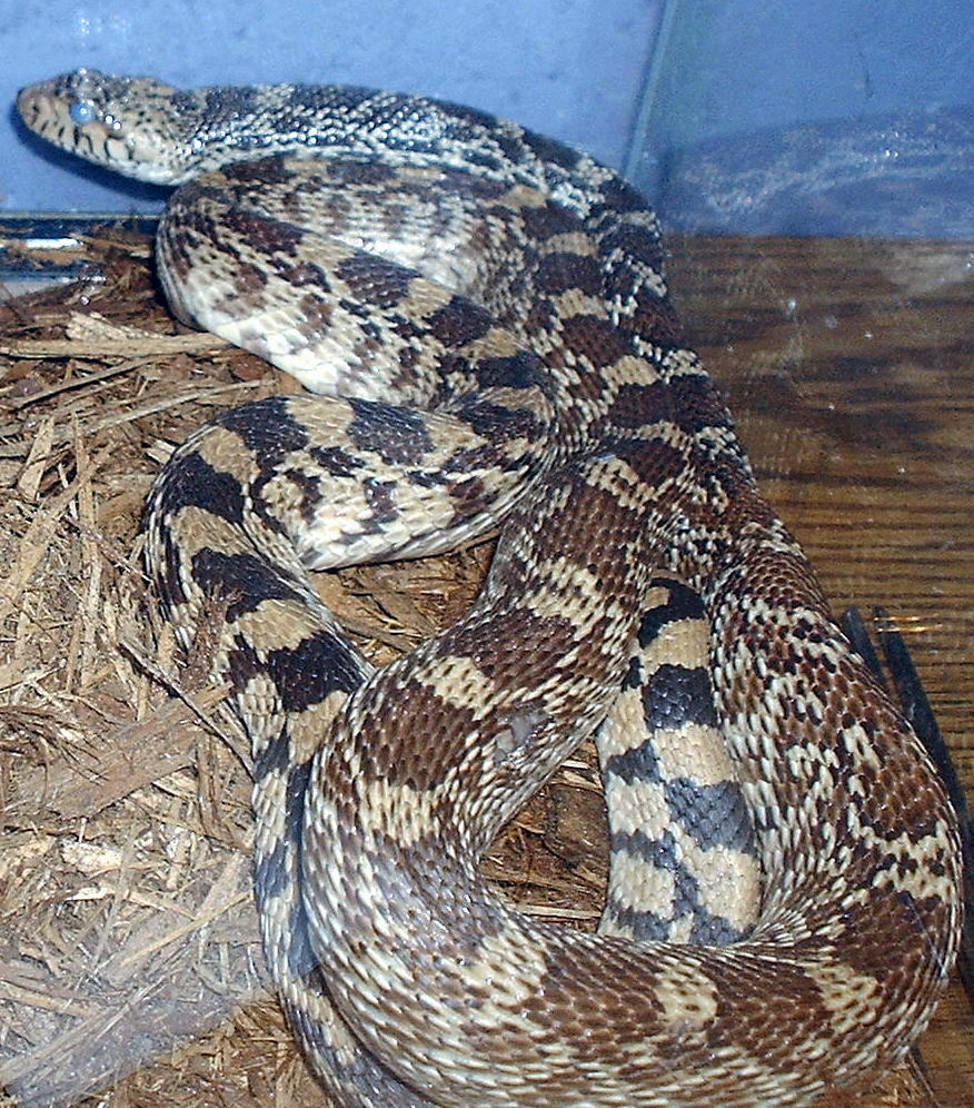 male gopher