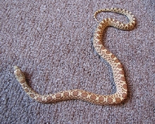 Stillwater hypo