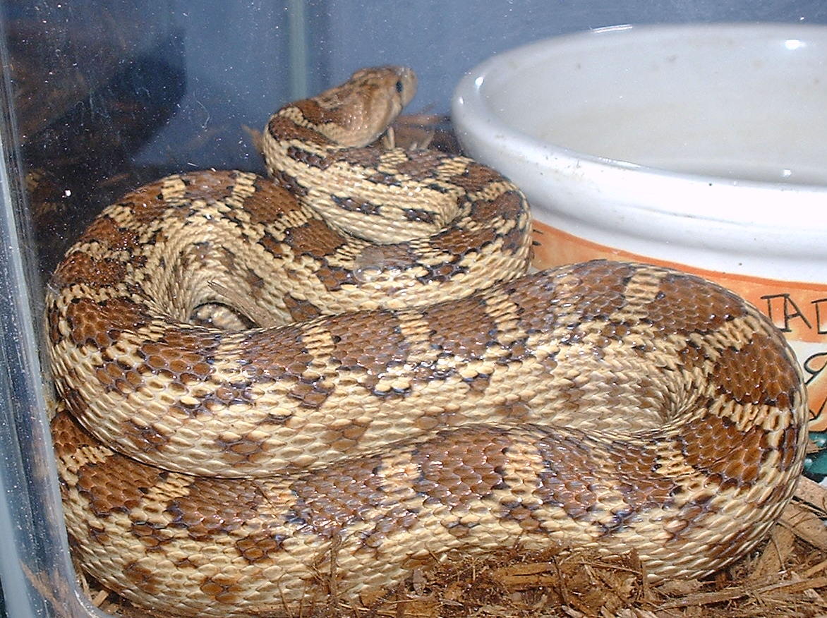 female gopher