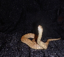 Hybino female 05