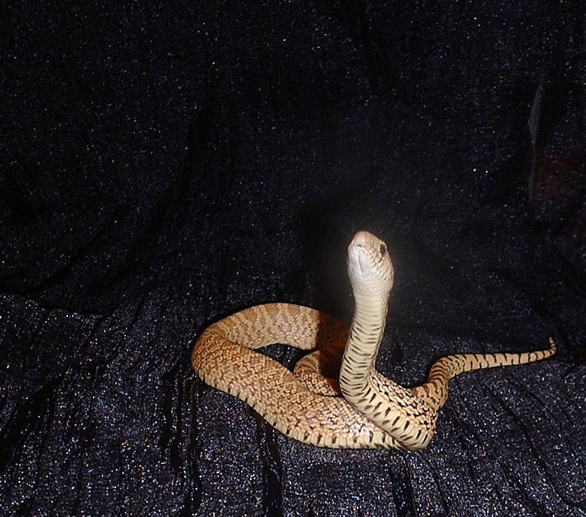 Hybino female 05