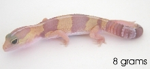 8 gram amelinistic fat tailed gecko