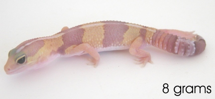 8 gram amelinistic fat tailed gecko