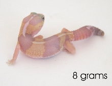 8 gram amelinistic fat tailed gecko