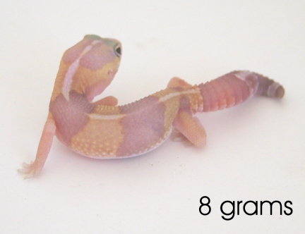8 gram amelinistic fat tailed gecko