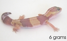 6 gram amelinistic fat tailed gecko