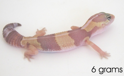 6 gram amelinistic fat tailed gecko