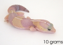 10 gram amelinistic fat tailed gecko