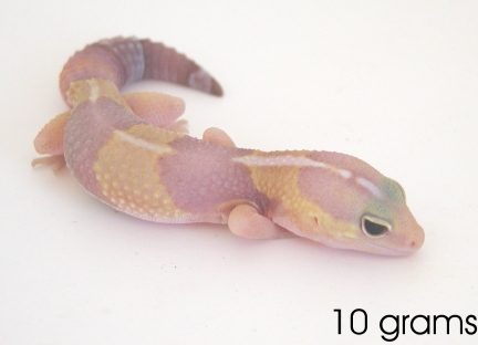 10 gram amelinistic fat tailed gecko