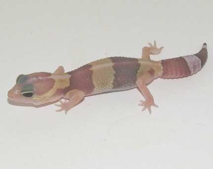 Aft gecko