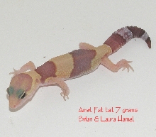 Fat tail