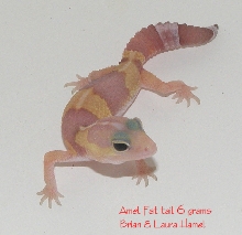 Fat tail