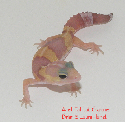 Fat tail