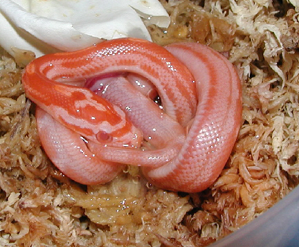 Motley Albino