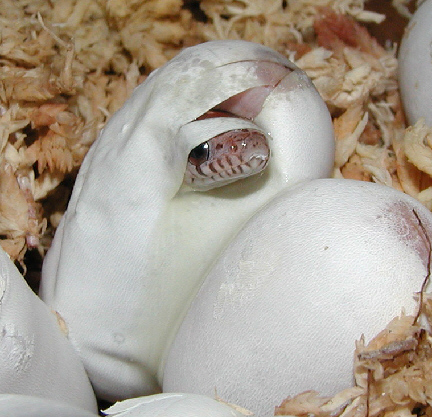 Hatchling Motley