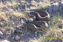 Prairie Rattler