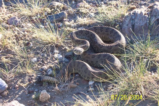 Prairie Rattler