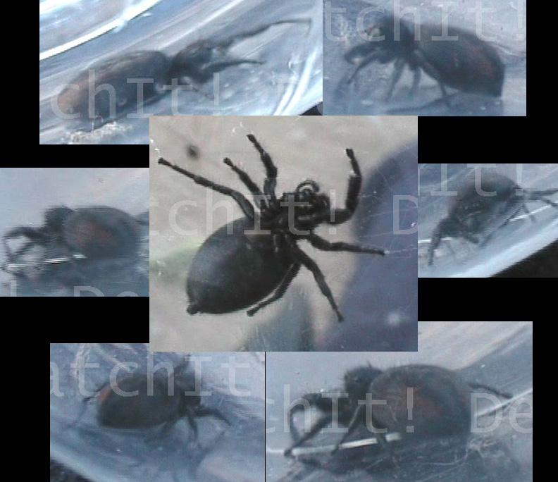 unknown spider