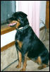 Tovah the Rottweiler