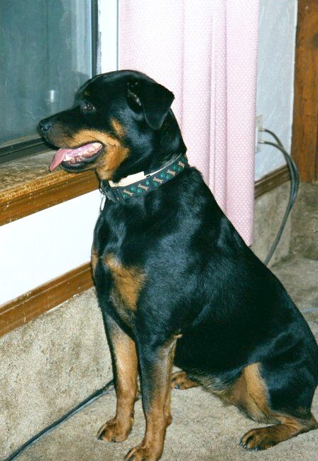 Tovah the Rottweiler