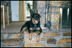 Tovah the Rottie, on the hearth