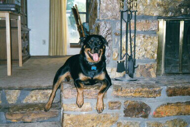 Tovah the Rottie, on the hearth