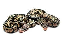 Pastel Het Red Axanthics