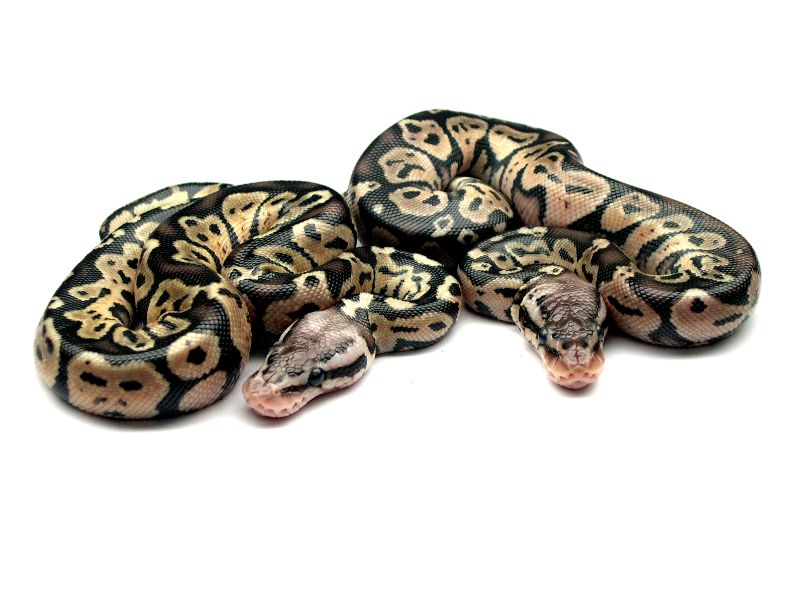 Pastel Het Red Axanthics