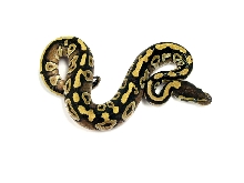 Male Mojave