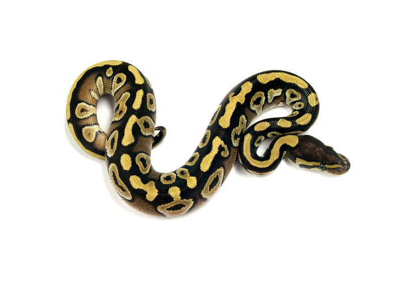 Male Mojave