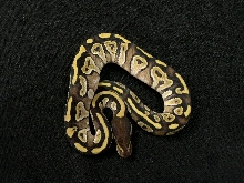 Male mojave