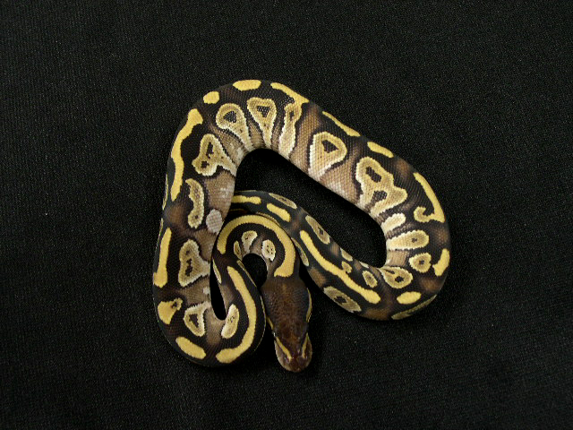 Male mojave