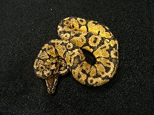 2004 male Graziani