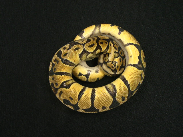 Male pastel