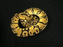 Male pastel